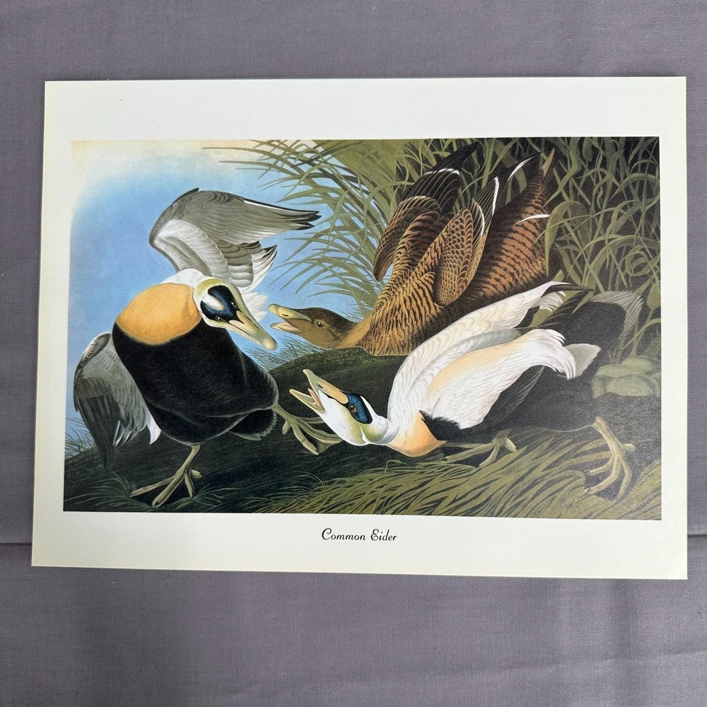1950 Vintage Print Common Eider Duck American Bird Art Illustration Audubon 11x8